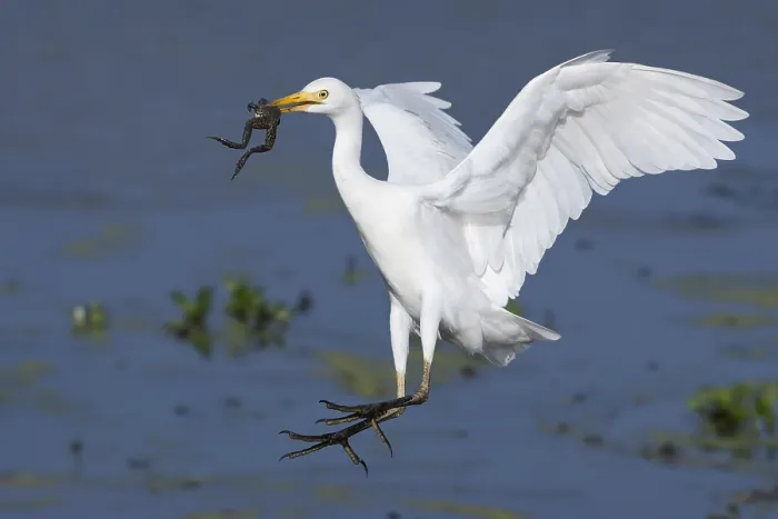 Framed Print : Cattle Egret, Bubulcus ibis