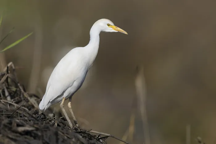 Framed Print : Cattle Egret, Bubulcus ibis