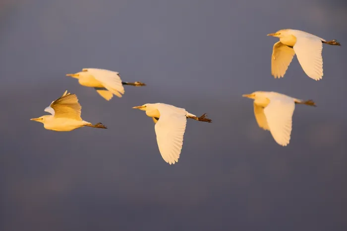 Framed Print : Cattle Egret, Bubulcus ibis