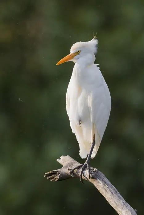 Framed Print : Cattle Egret, Bubulcus ibis