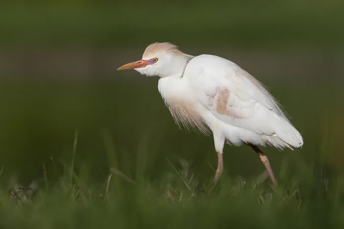 Framed Print : Cattle Egret, Bubulcus ibis