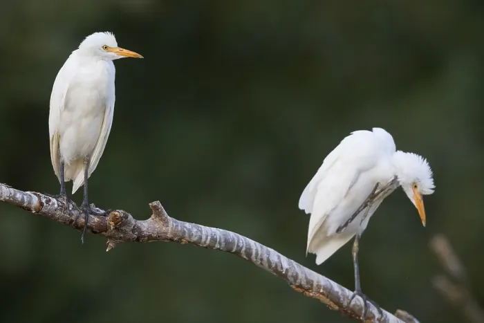 Framed Print : Cattle Egrets