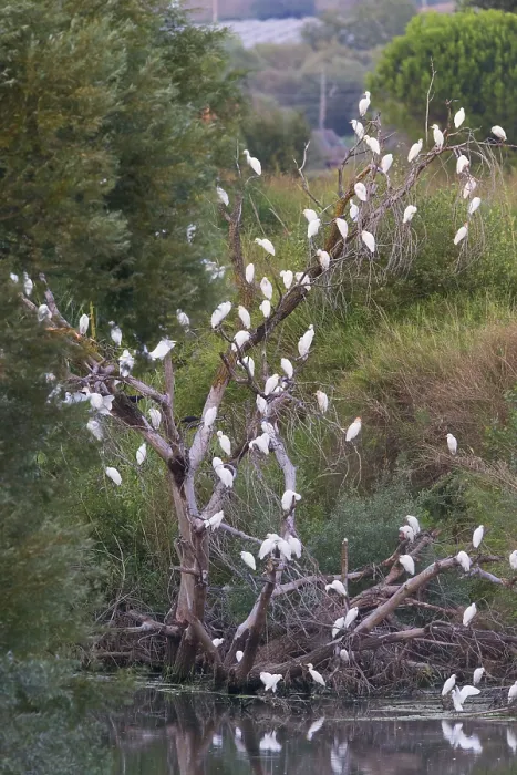 Framed Print : Cattle Egrets