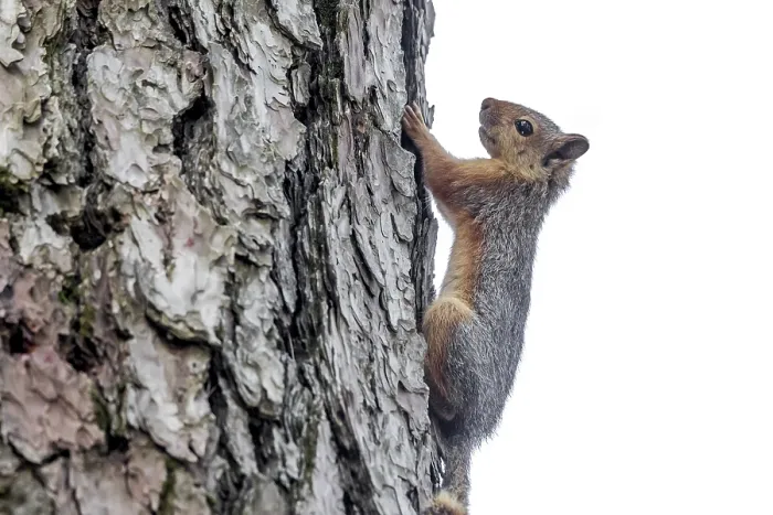 Framed Print : Caucasian Squirrel, Sciurus anomalus