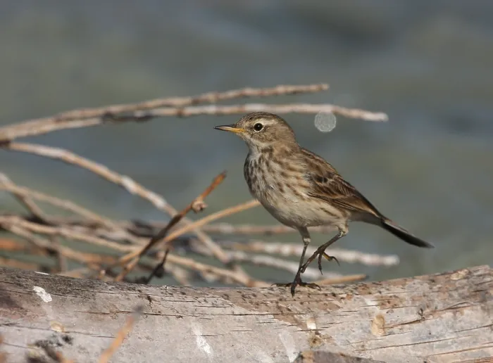 Framed Print : Caucasian Water Pipit, Anthus spinoletta ssp. coutellii