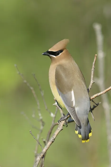 Framed Print : Cedar Waxwing Framed Print : Cedar Waxwing