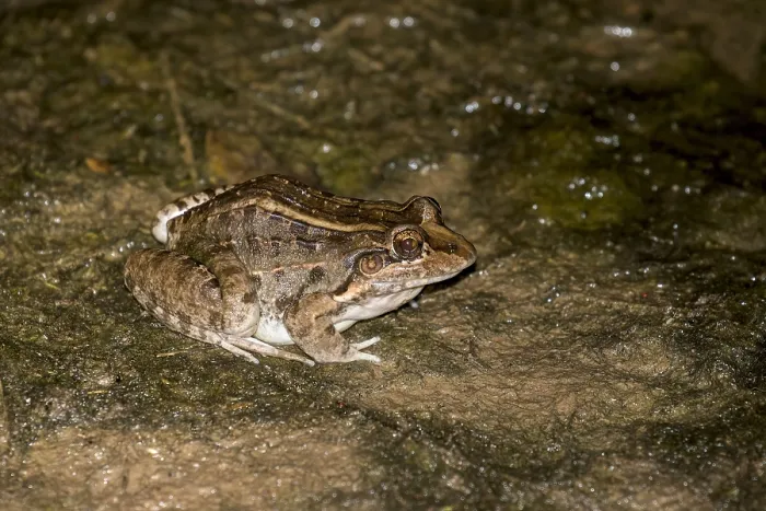 Framed Print : Chaco frog