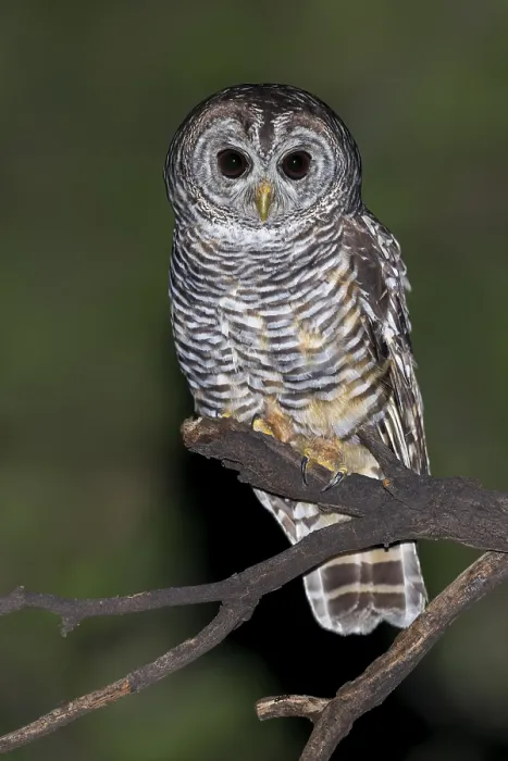 Framed Print : Chaco Owl, Strix chacoensis