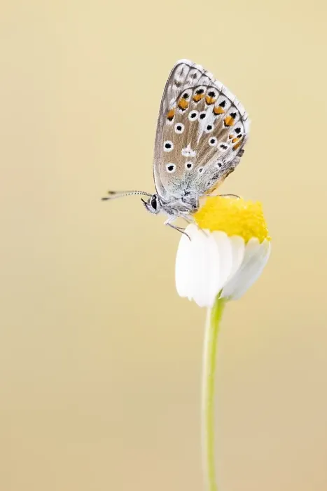 Framed Print : Chapman's Blue, Polyommatus thersites