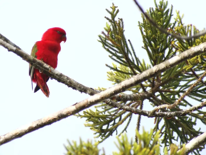 Framed Print : Chattering Lory, Lorius garrulus