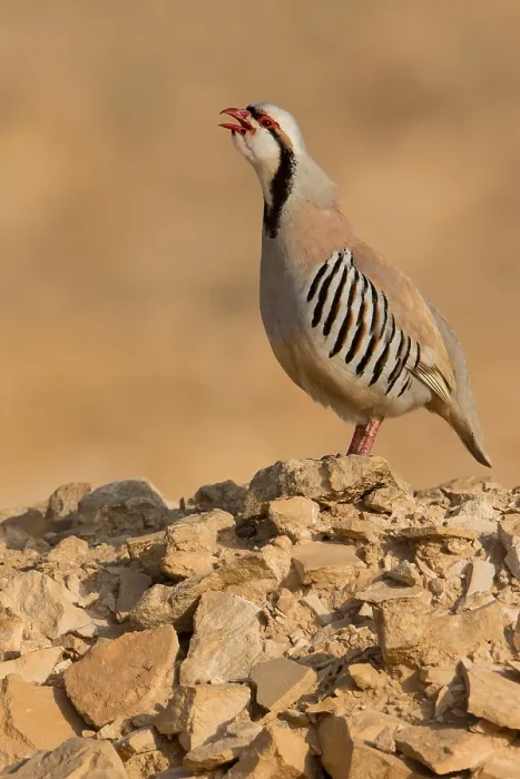 Framed Print : Chukar. Male Chukar calling from rocks in southern Negev desert of Israel
