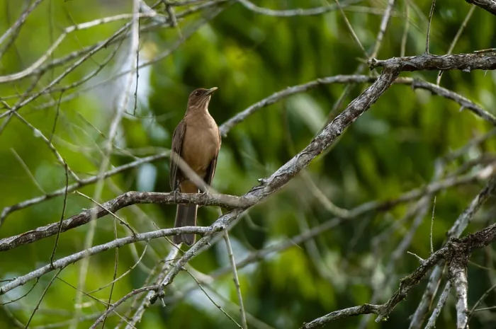 Framed Print : A clay-colored thrush or robin