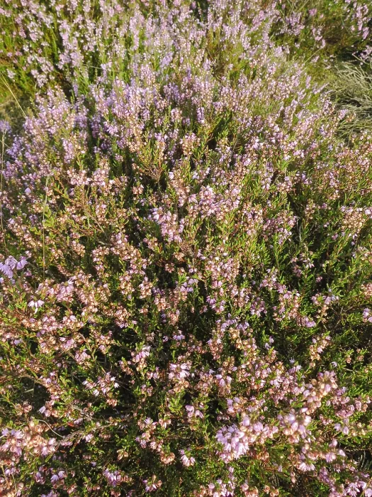 Framed Print : Close up of Heather