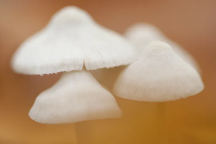 Framed Print : Close up of Mycena