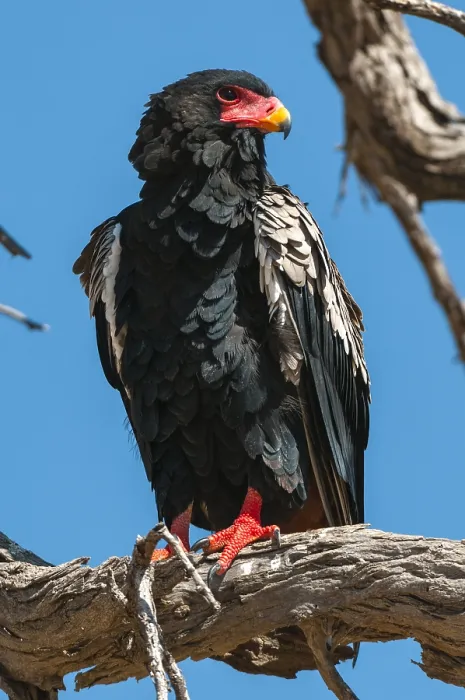 Framed Print : Close up portrait of a bateleur eagle