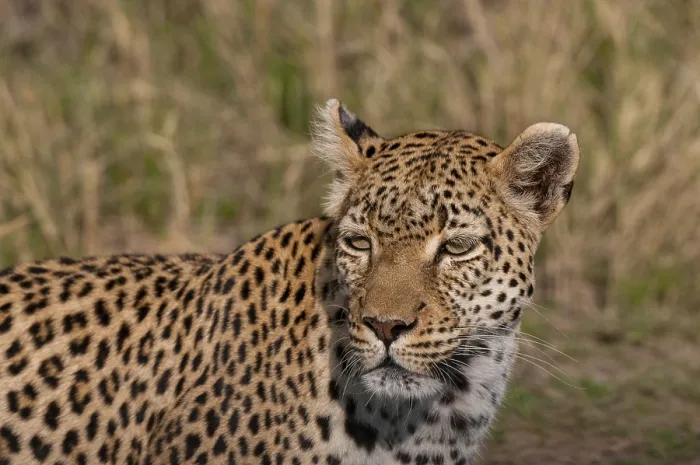 Framed Print : Close up portrait of a leopard