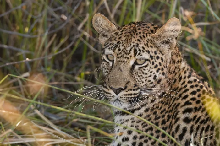 Framed Print : Close up portrait of a leopard