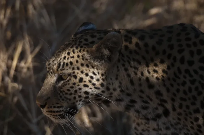 Framed Print : Close up portrait of a leopard