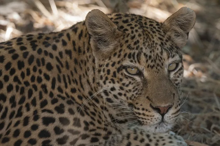 Framed Print : Close up portrait of a leopard