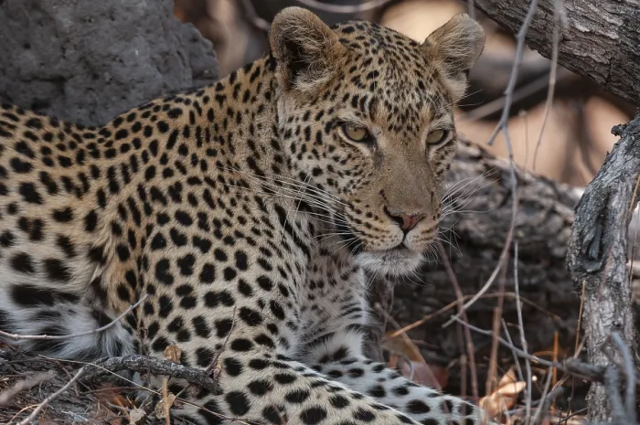 Framed Print : Close up portrait of a leopard