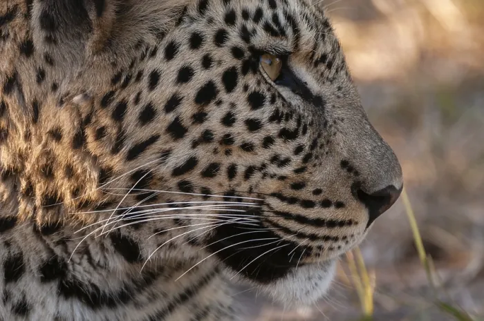 Framed Print : Close up portrait of a leopard