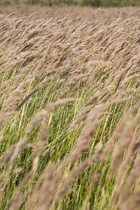 Framed Print : Close up of reedbed Framed Print : Close up of reedbed