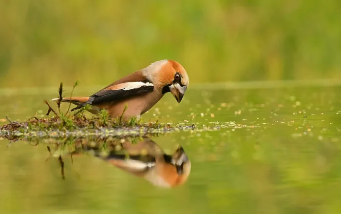 Framed Print : Coccothraustes coccothraustes