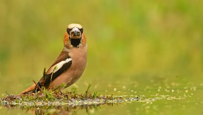 Framed Print : Coccothraustes coccothraustes