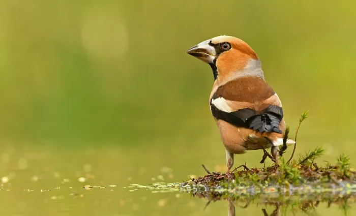 Framed Print : Coccothraustes coccothraustes