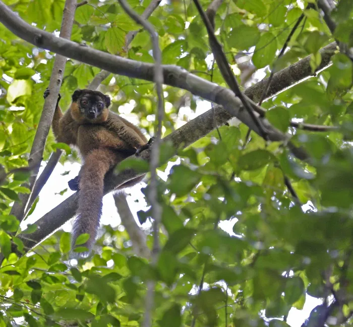 Framed Print : Collared brown lemur, Eulemur collaris