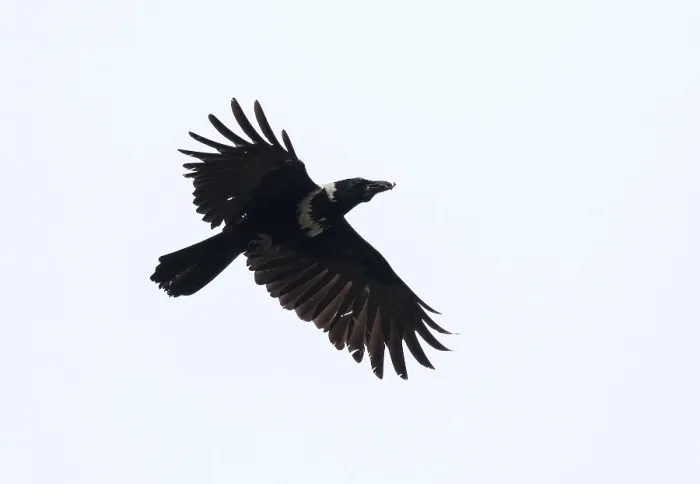 Framed Print : Collared crow, Corvus torquatus