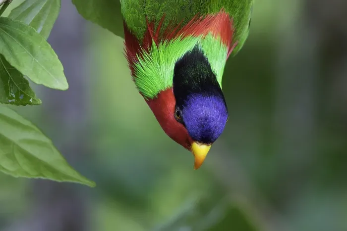 Framed Print : Collared Lory, Phigys solitarius
