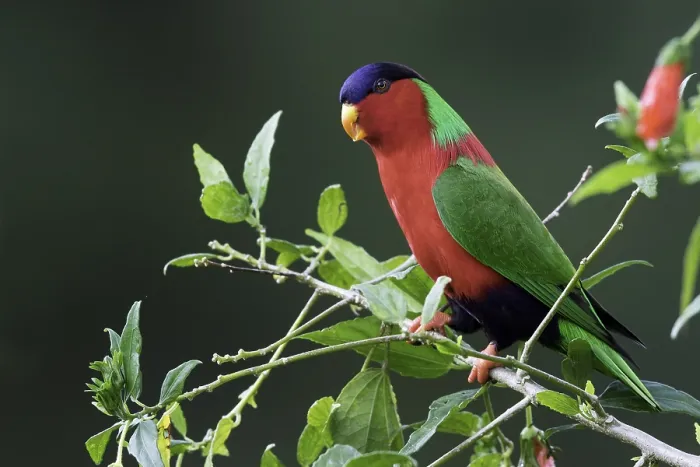 Framed Print : Collared Lory, Phigys solitarius