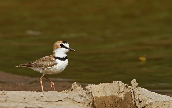 Framed Print : Collared Plover, Charadrius collaris Framed Print : Collared Plover, Charadrius collaris