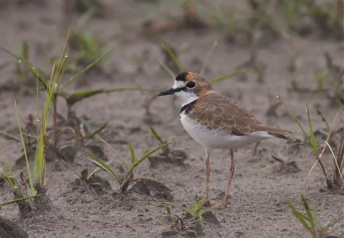 Framed Print : Collared Plover, Charadrius collaris
