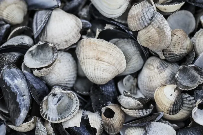 Framed Print : collection of shells