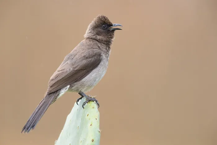 Framed Print : Common Bulbul