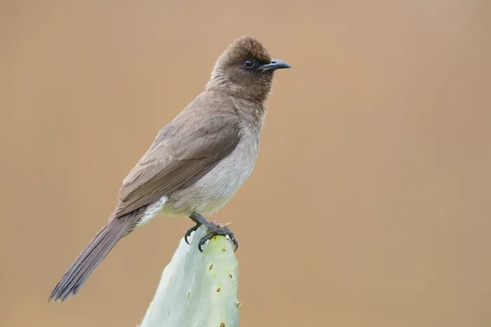 Framed Print : Common Bulbul
