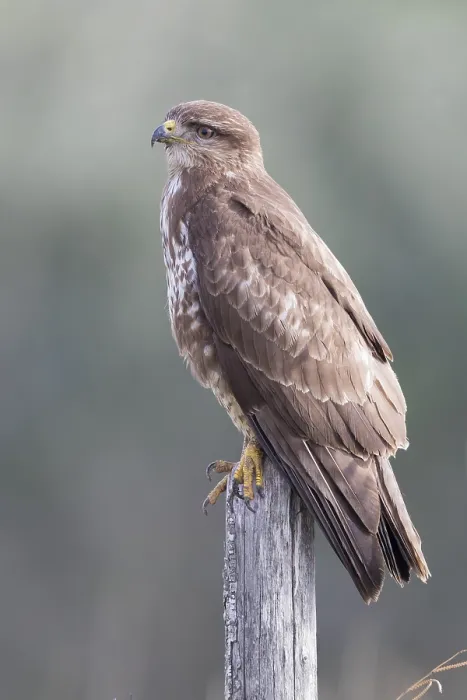 Framed Print : Common Buzzard