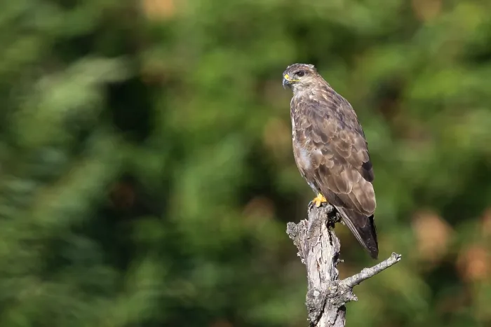 Framed Print : Common Buzzard Framed Print : Common Buzzard