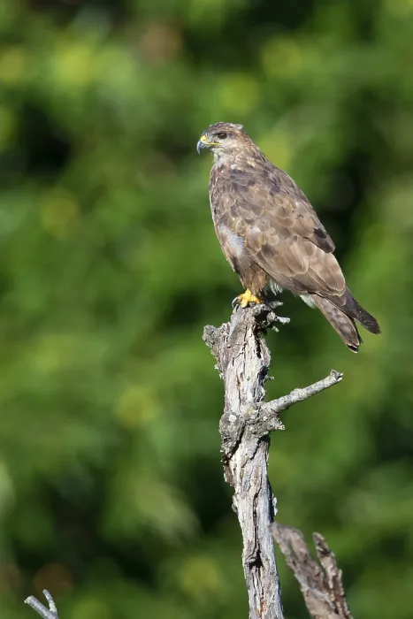 Framed Print : Common Buzzard