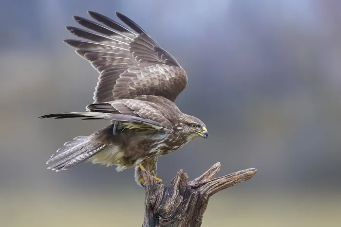 Framed Print : Common Buzzard, Buteo buteo