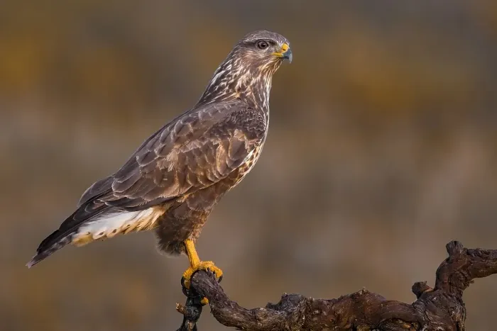 Framed Print : Common Buzzard, Buteo buteo Framed Print : Common Buzzard, Buteo buteo