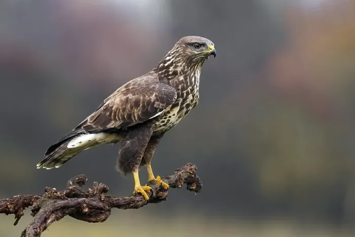 Framed Print : Common Buzzard, Buteo buteo