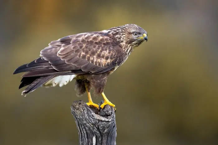 Framed Print : Common Buzzard, Buteo buteo