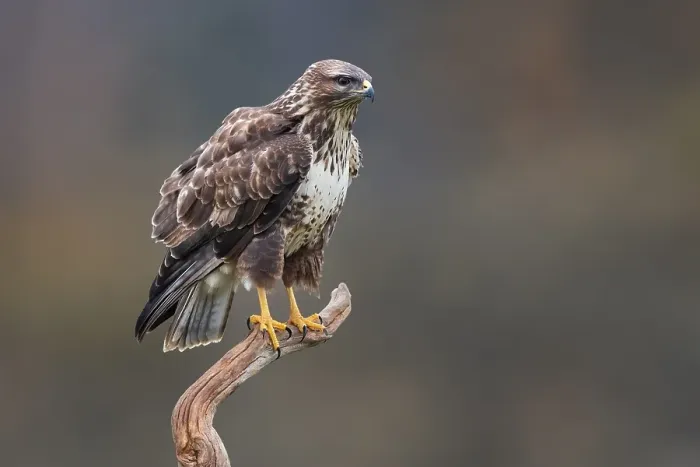 Framed Print : Common Buzzard, Buteo buteo