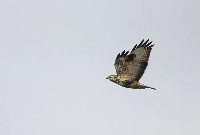 Framed Print : Common Buzzard, Buteo buteo Framed Print : Common Buzzard, Buteo buteo