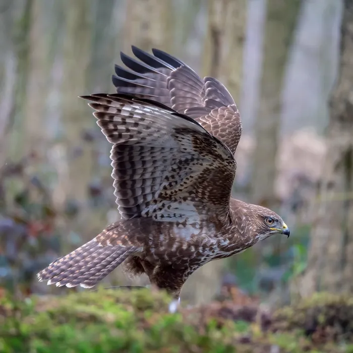 Framed Print : Common Buzzard, Buteo buteo Framed Print : Common Buzzard, Buteo buteo
