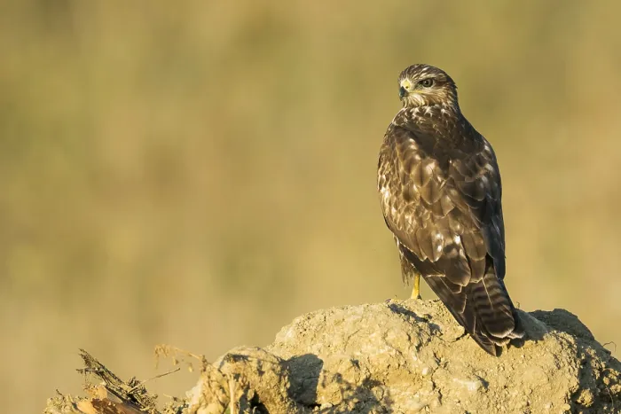 Framed Print : Common Buzzard, Buteo buteo