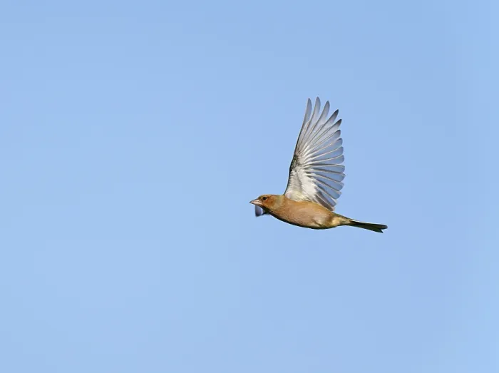 Framed Print : Common Chaffinch;Fringilla coelebs Framed Print : Common Chaffinch;Fringilla coelebs